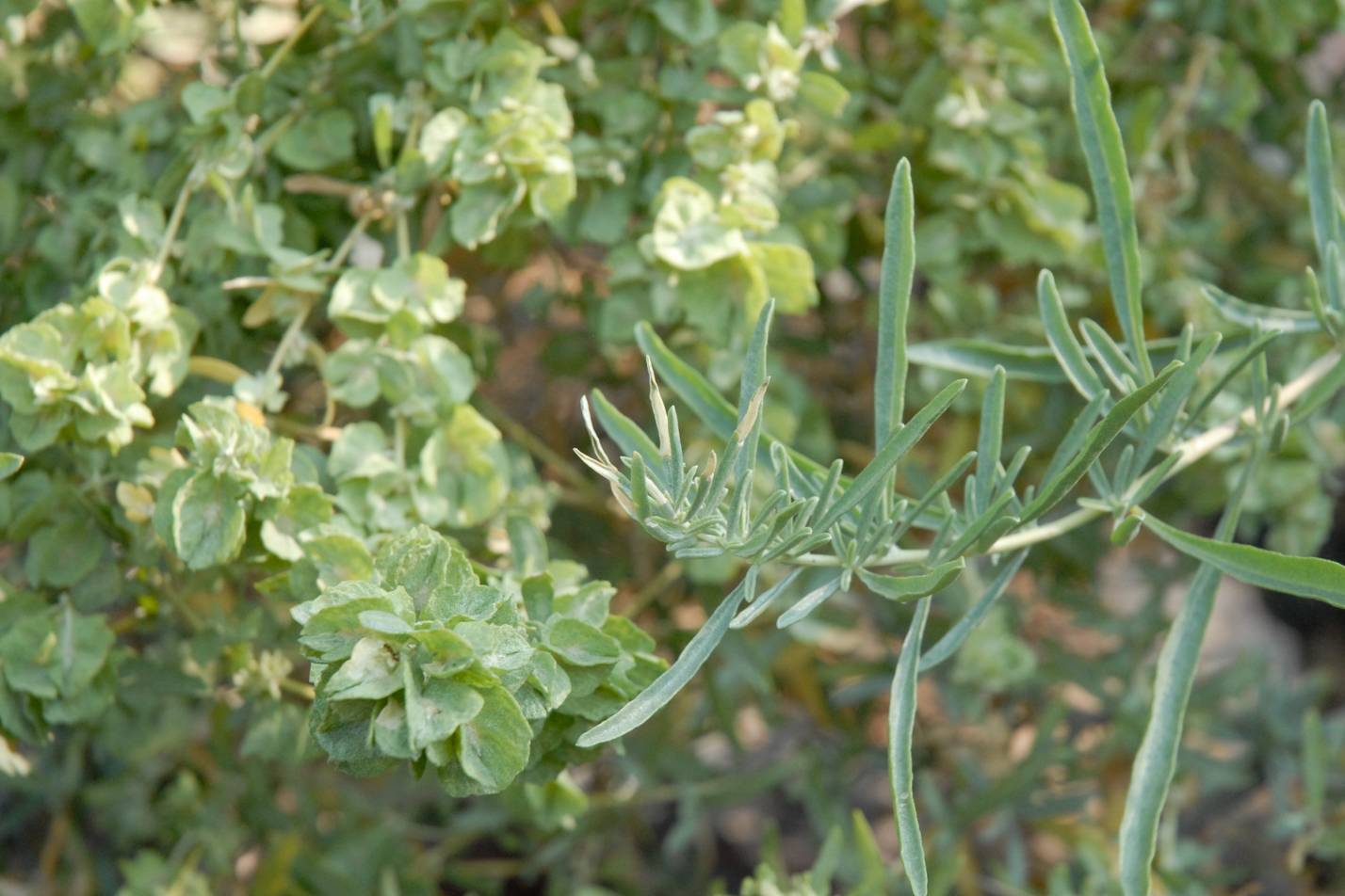 Saltbush
